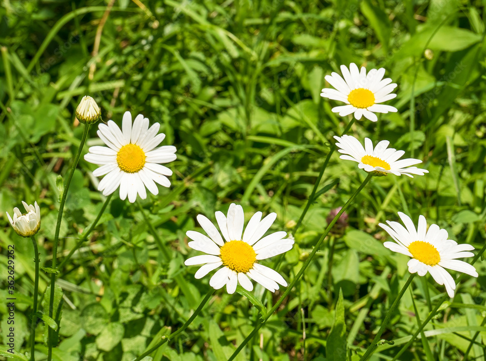 Many camomile daisy flowers with green grass on a field in nature. Selective focus.