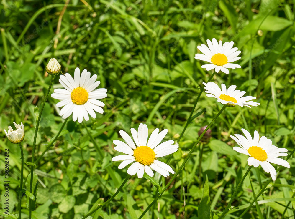 Many camomile daisy flowers with green grass on a field in nature. Selective focus. Many camomile daisy flowers with green grass on a field in nature. Selective focus.