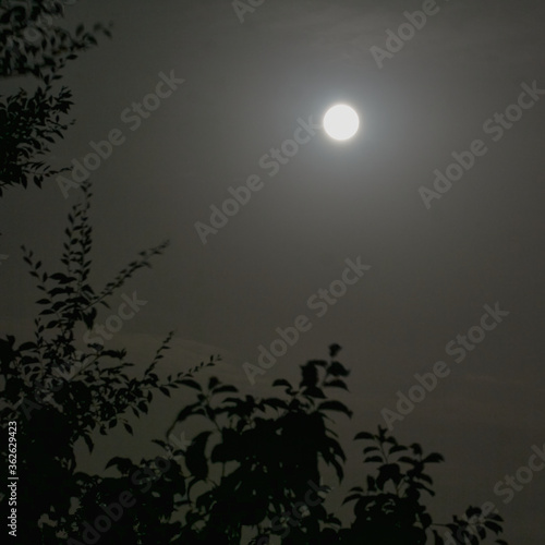 Full moon over tree branches in the night sky