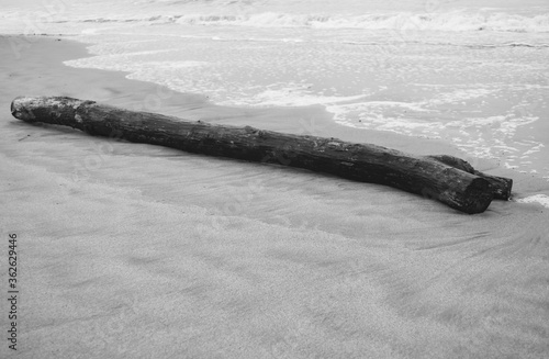 Black and white photo of a trunk at the sand
