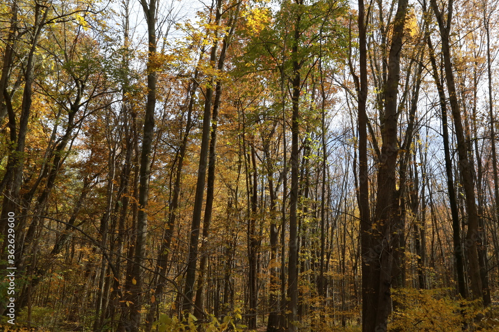 Autumn season in the forest Autumn season in the forest