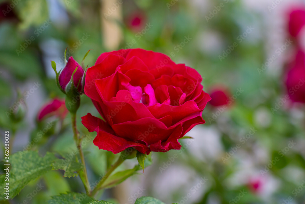 Red rose with a bud in a summer morning garden. Red rose with a bud in a summer morning garden.