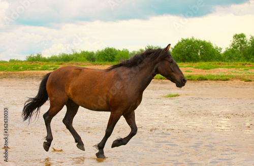 The free bay horse with its black mane and tail is running on the sand on the cloudy day.