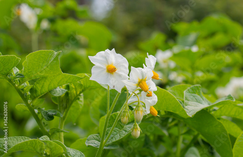 Blossoming of potato fields, potatoes plants with white flowers growing on farmers fields