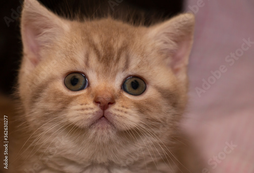 portrait of british ginger tabby kitten