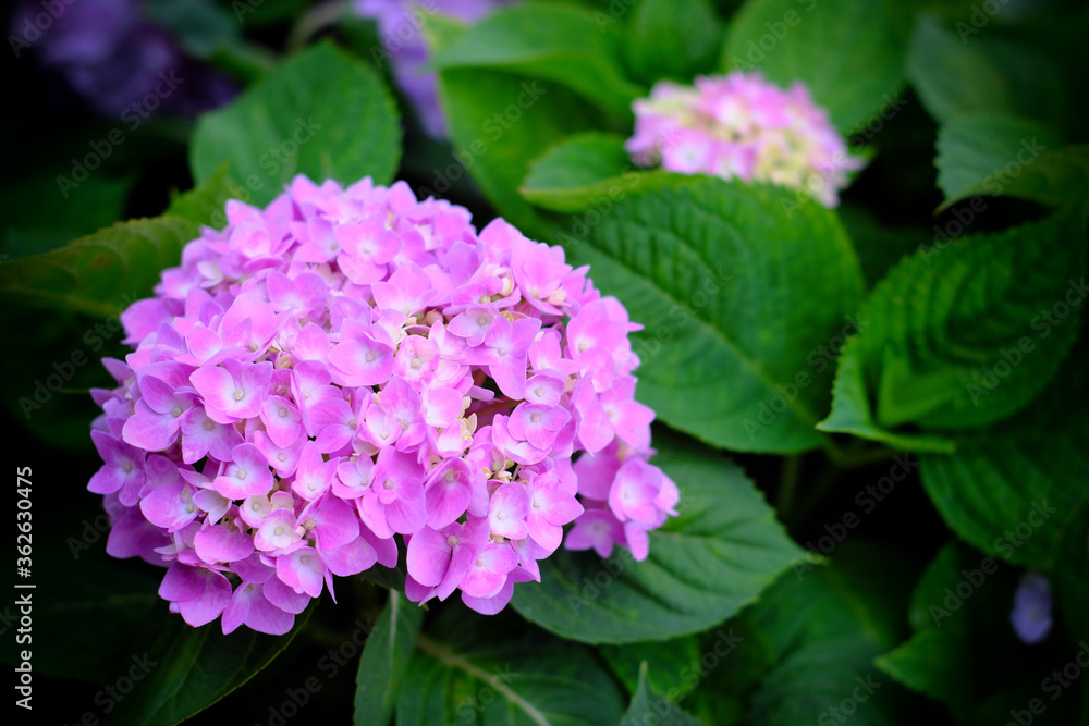 Hydrangea flowers at Liming Trail Garden of Taishan District, New Taipei, Taiwan. Hydrangea flowers at Liming Trail Garden of Taishan District, New Taipei, Taiwan.