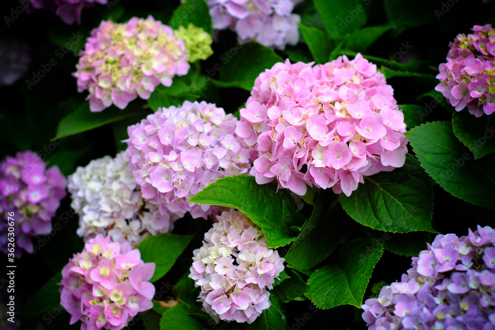 Hydrangea flowers at Liming Trail Garden of Taishan District, New Taipei, Taiwan. Hydrangea flowers at Liming Trail Garden of Taishan District, New Taipei, Taiwan.