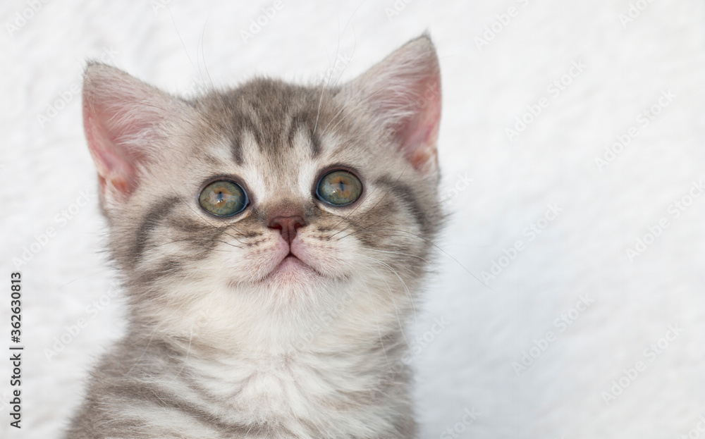 beige striped color kitten breed British portrait with a smile on a light background