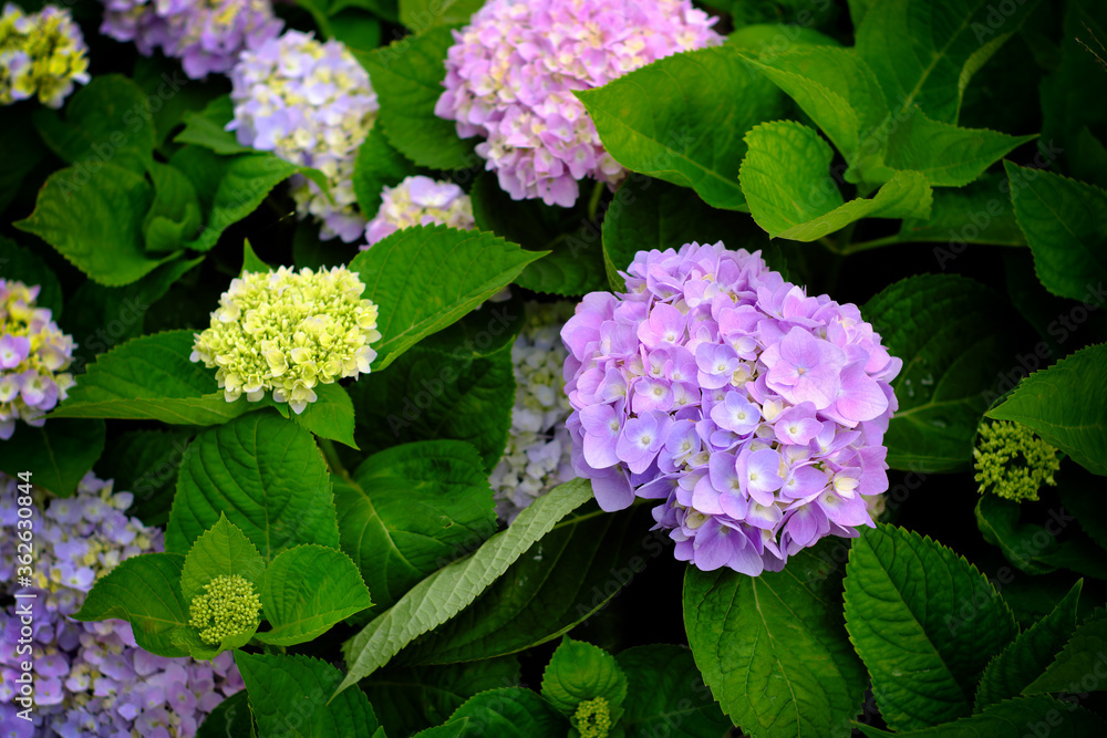 Hydrangea flowers at Liming Trail Garden of Taishan District, New Taipei, Taiwan. Hydrangea flowers at Liming Trail Garden of Taishan District, New Taipei, Taiwan.