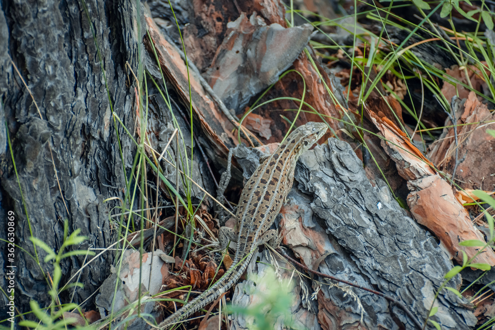 The sand lizard (Lacerta agilis) on a wooden beam in the grass. Green lizard close up.