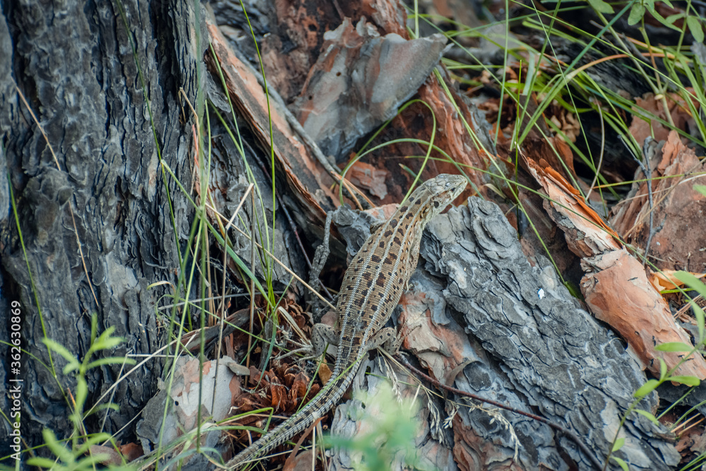 The sand lizard (Lacerta agilis) on a wooden beam in the grass. Green lizard close up. The sand lizard (Lacerta agilis) on a wooden beam in the grass. Green lizard close up.