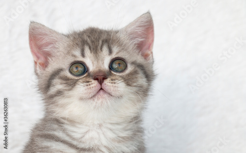 beige striped color kitten breed British portrait with a smile on a light background