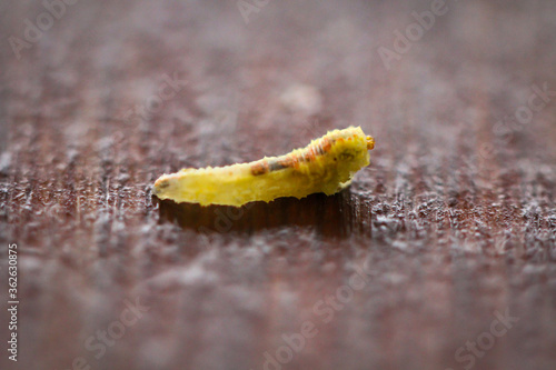 Ein Macro einer Larve oder Made von einem Insekt. photo