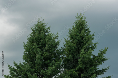 Spruce on a background of gray sky