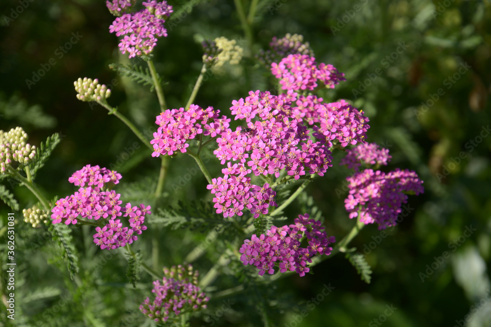 pink common yarrow also called pretty belinda in early summer in germany pink common yarrow also called pretty belinda in early summer in germany