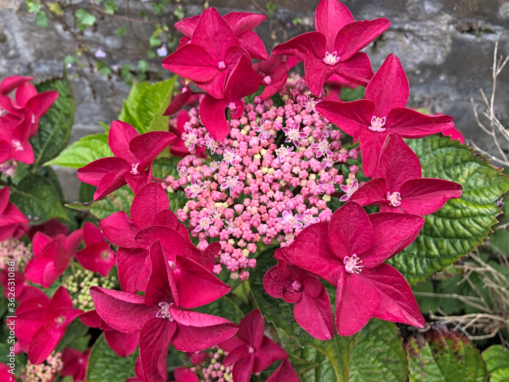 red hydrangea flowers red hydrangea flowers