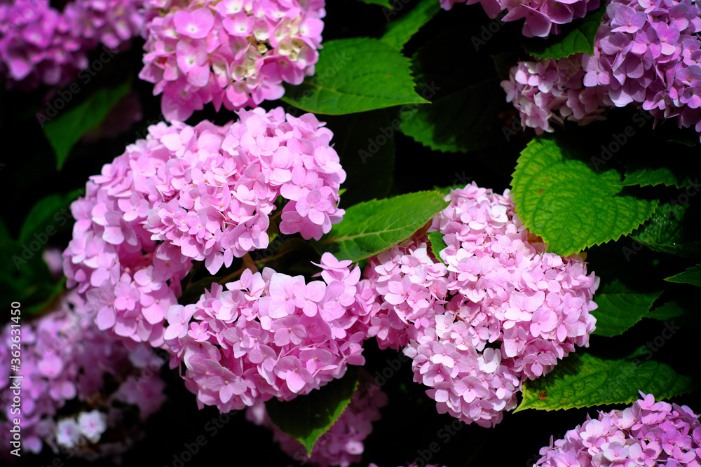 Hydrangea flowers at Liming Trail Garden of Taishan District, New Taipei, Taiwan. Hydrangea flowers at Liming Trail Garden of Taishan District, New Taipei, Taiwan.