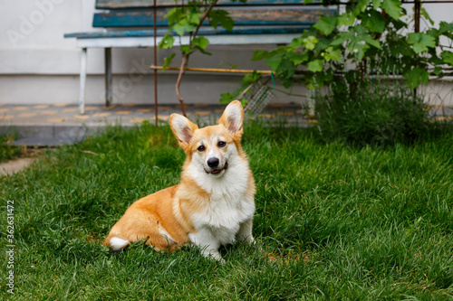 A red-haired dog with large ears of a corgi breed in the summer garden near the house on the green grass smiles. Summer. Dog. Corgi. Garden.