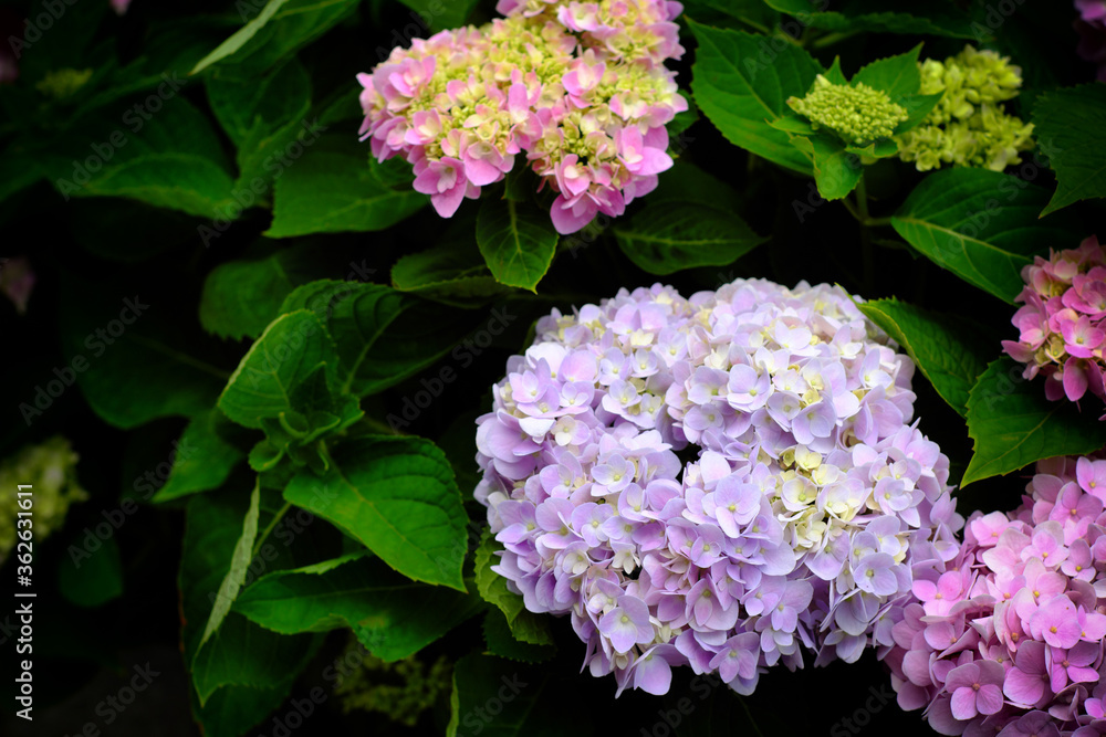 Hydrangea flowers at Liming Trail Garden of Taishan District, New Taipei, Taiwan.