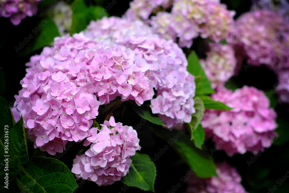Hydrangea flowers at Liming Trail Garden of Taishan District, New Taipei, Taiwan. Hydrangea flowers at Liming Trail Garden of Taishan District, New Taipei, Taiwan.