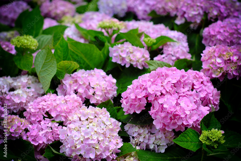 Hydrangea flowers at Liming Trail Garden of Taishan District, New Taipei, Taiwan. Hydrangea flowers at Liming Trail Garden of Taishan District, New Taipei, Taiwan.