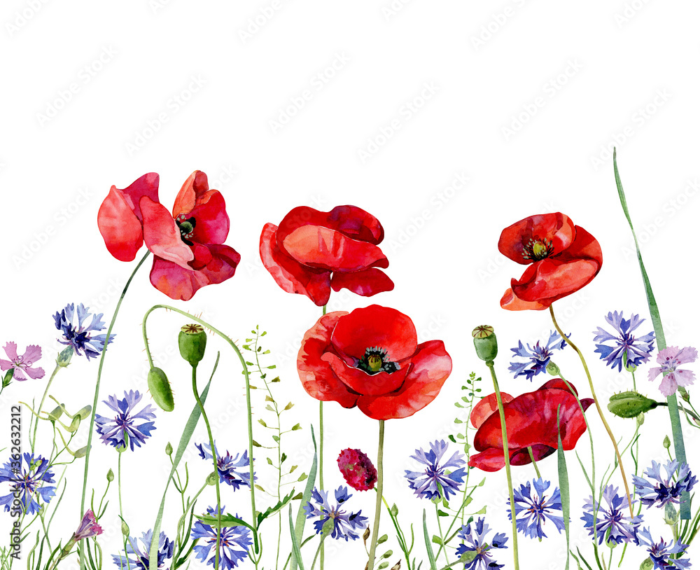 Fototapeta premium Watercolor background of scarlet poppies and cornflowers. .For congratulations, invitations, weddings, birthday, anniversary 