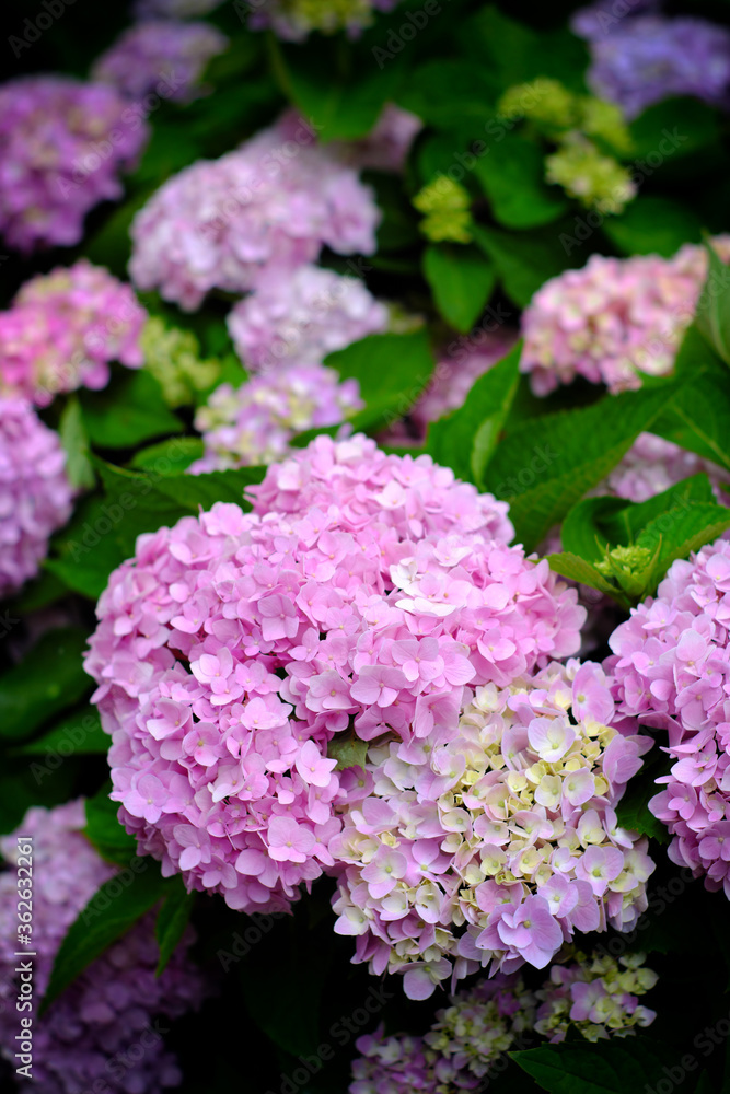 Hydrangea flowers at Liming Trail Garden of Taishan District, New Taipei, Taiwan. Hydrangea flowers at Liming Trail Garden of Taishan District, New Taipei, Taiwan.