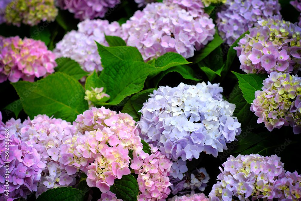 Hydrangea flowers at Liming Trail Garden of Taishan District, New Taipei, Taiwan. Hydrangea flowers at Liming Trail Garden of Taishan District, New Taipei, Taiwan.