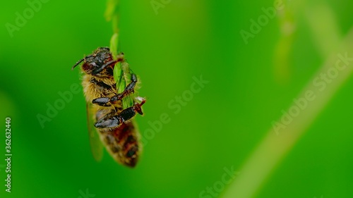 Pszczoła po deszczu
Dolina Środkowej Wisły
Mazowsze
Polska #362632440