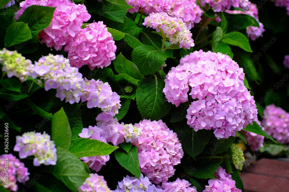 Hydrangea flowers at Liming Trail Garden of Taishan District, New Taipei, Taiwan. Hydrangea flowers at Liming Trail Garden of Taishan District, New Taipei, Taiwan.