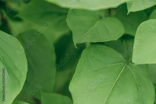 large green leaves. nature background. fresh wallpaper concept. big foliage. selective focus