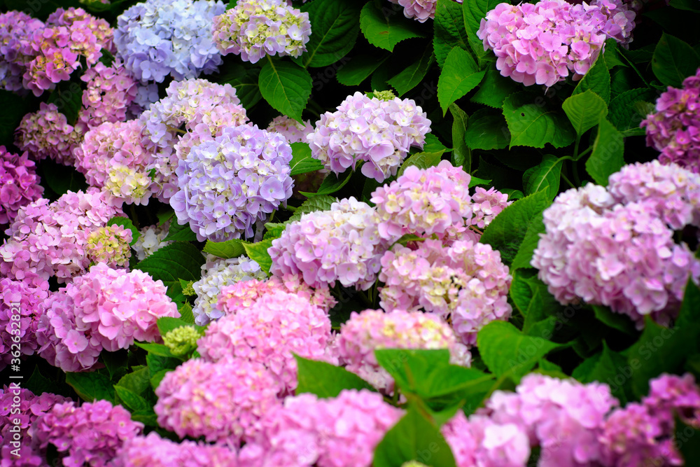 Hydrangea flowers at Liming Trail Garden of Taishan District, New Taipei, Taiwan. Hydrangea flowers at Liming Trail Garden of Taishan District, New Taipei, Taiwan.
