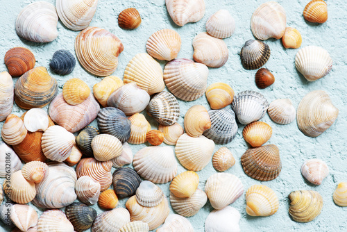 Seashells on the blue textured background