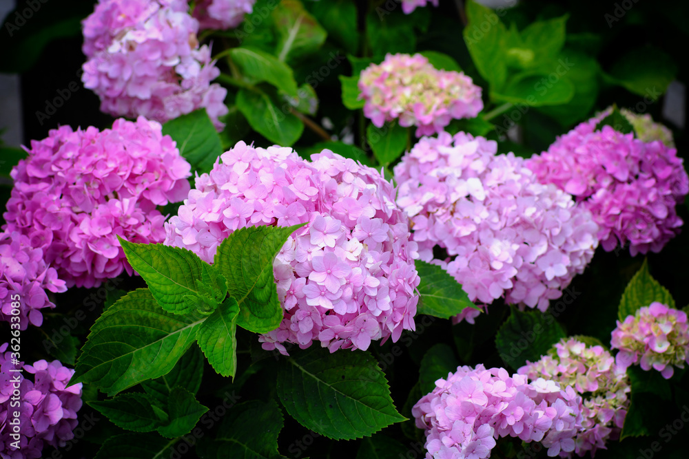 Hydrangea flowers at Liming Trail Garden of Taishan District, New Taipei, Taiwan. Hydrangea flowers at Liming Trail Garden of Taishan District, New Taipei, Taiwan.