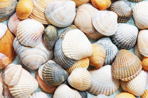 Background of various seashells, abstract composition