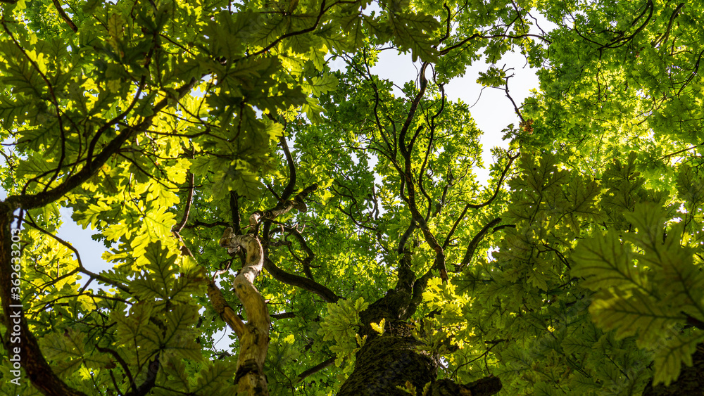 green tree leaves green tree leaves