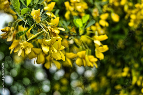 yellow flowers on the tree