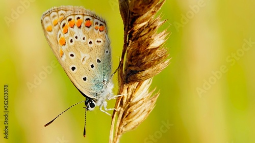 Motyl 
Dolina Środkowej Wisły
Mazowsze
Polska #362633878