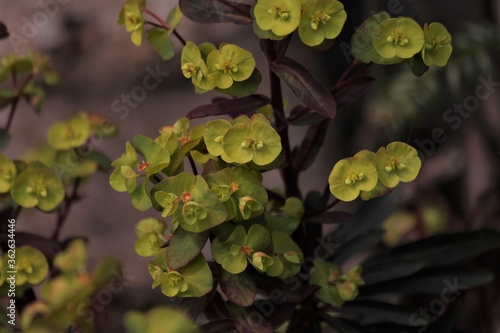euphorbia amygdaloides flowers