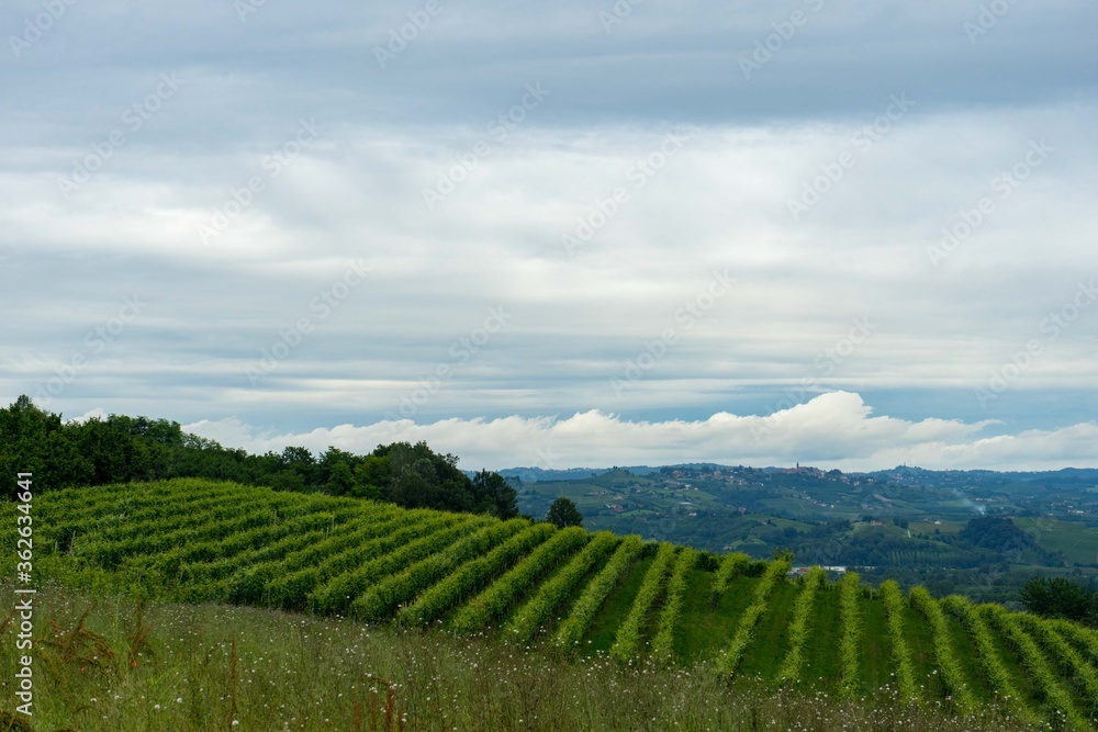 Fototapeta premium Vineyards in the hills near Monticello d'Alba, Piedmont - Italy