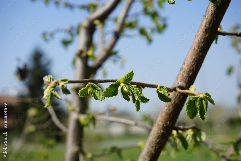 Hazelnut plant in the Langhe, Piedmont - Italy Hazelnut plant in the Langhe, Piedmont - Italy