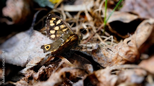 Motyl 
Dolina Środkowej Wisły
Mazowsze
Polska #362635074