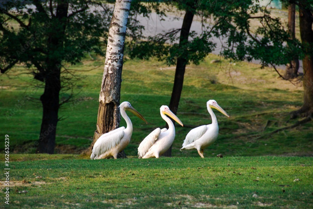 Pelicans in a meadow