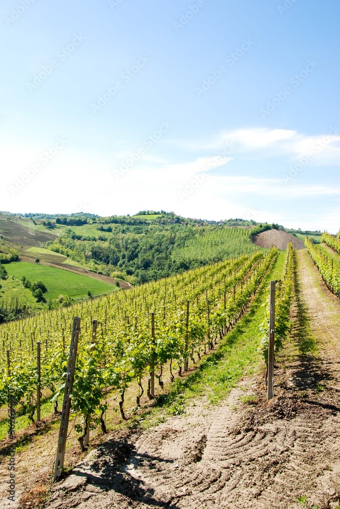 Vineyards in Langhe, Piedmont - Italy