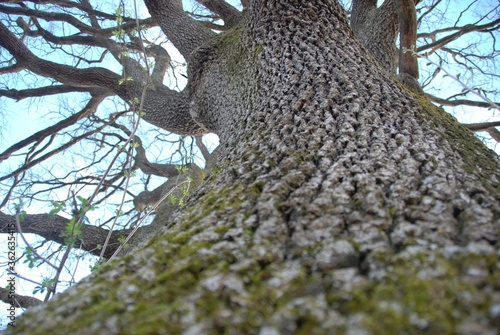 The trunk of a oak near Farigliano, Piedmont, Italy photo