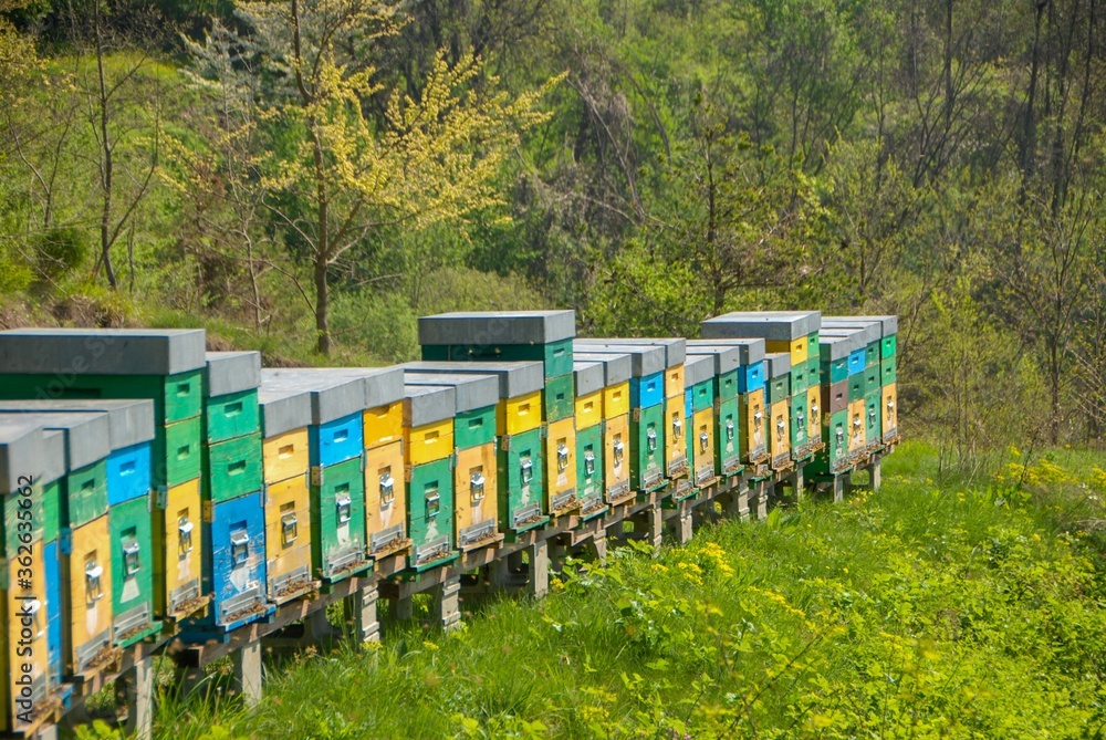 Hive in a meadow Hive in a meadow