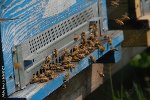 Photos Bees at the entry of their hive