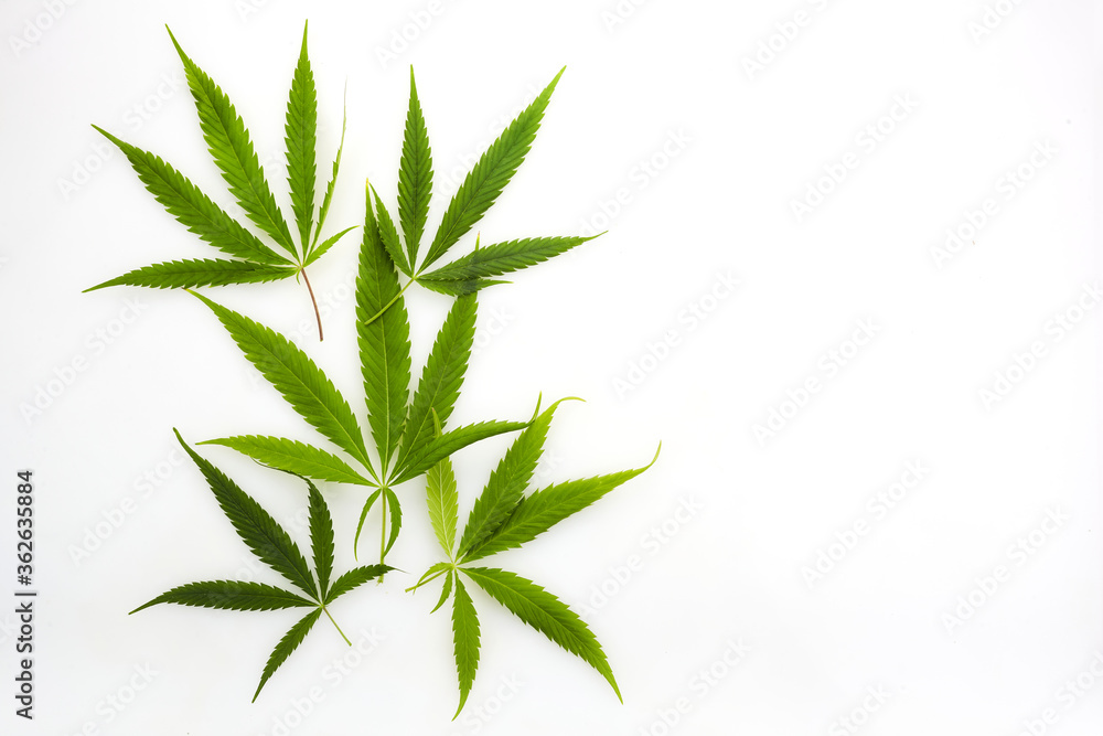 Healthy fresh pasta with cannabis. Italian food. Healthy fresh pasta with cannabis. Italian food.