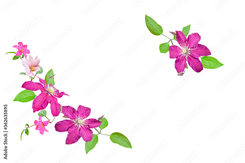 frame with pink clematis flowers frame with pink clematis flowers