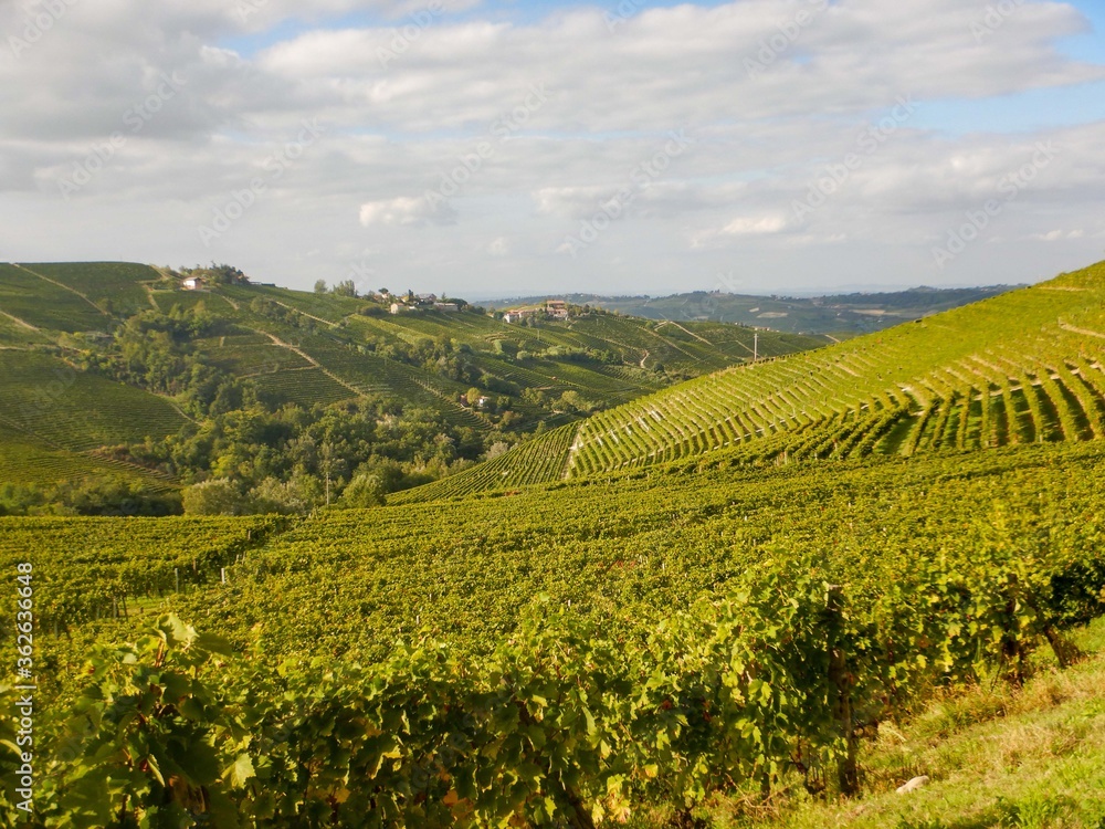 Hills of the lower Langa near Castiglion Tinella, Piedmont - Italy